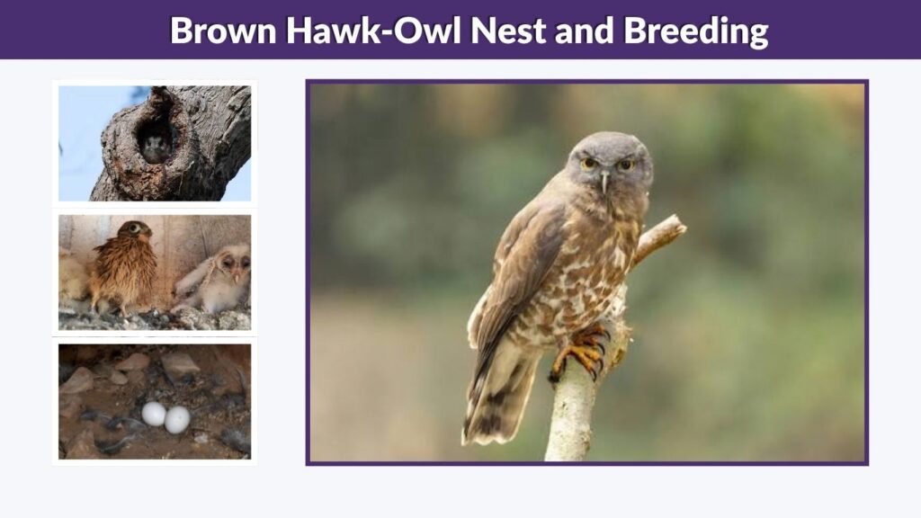 Brown Hawk-Owl Nest and Breeding