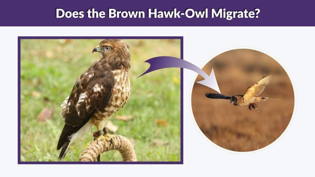 Does the Brown Hawk-Owl Migrate?