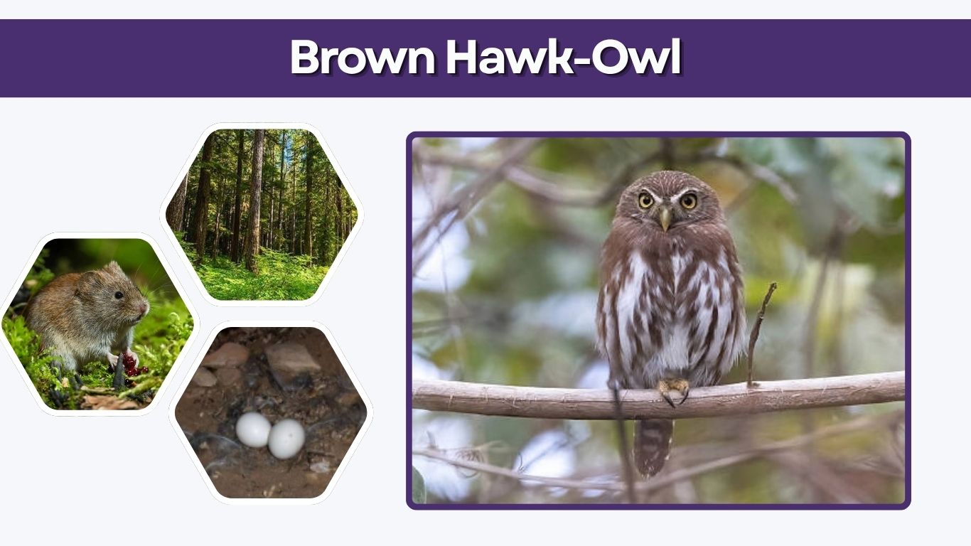 Brown Hawk-Owl: Habitat, Diet, Call, Size & Facts