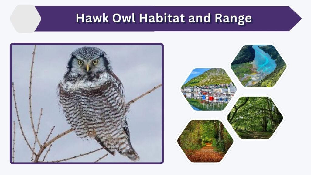 Hawk Owl Habitat and Range