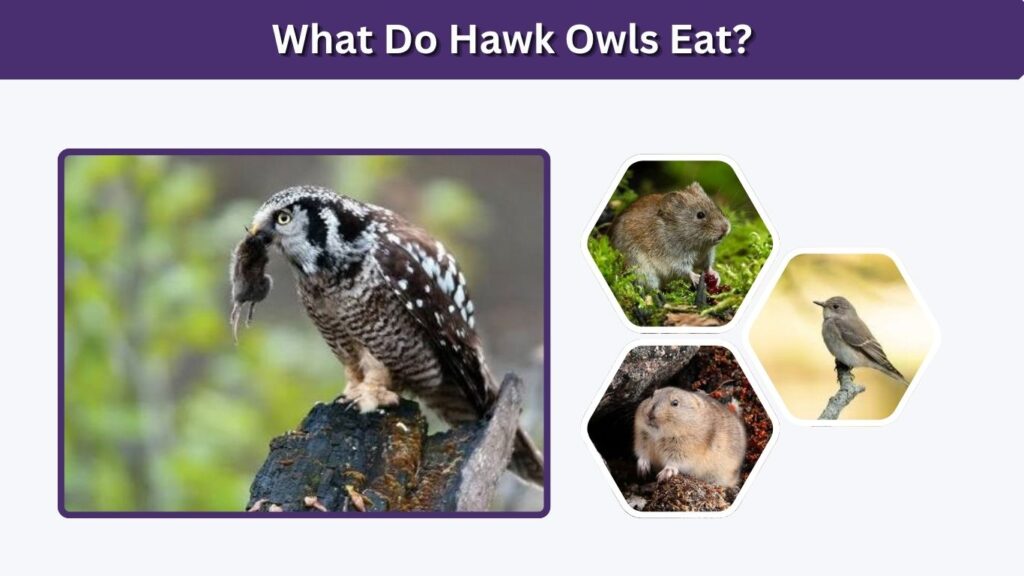 What Do Hawk Owls Eat?