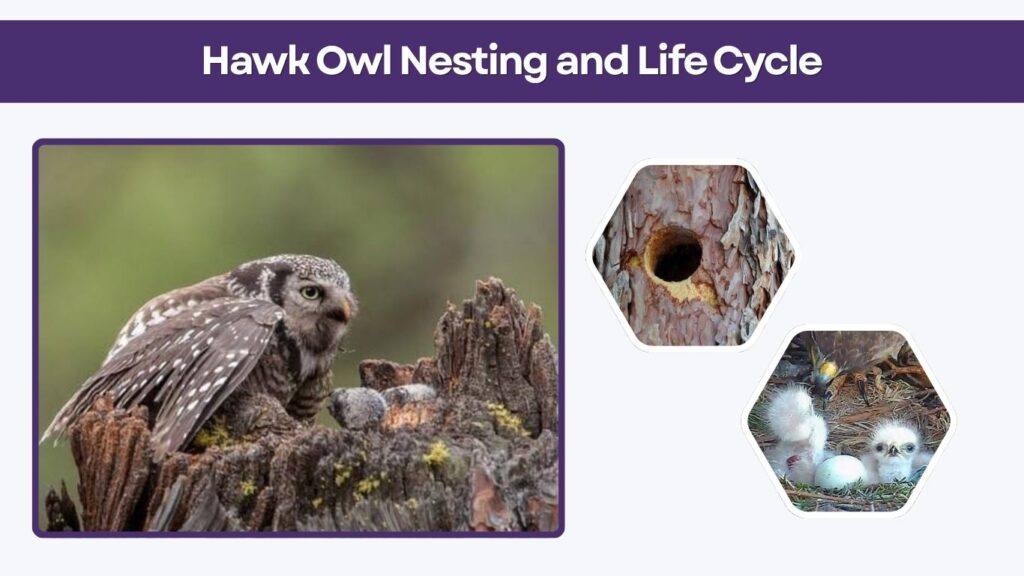 Hawk Owl Nesting and Life Cycle