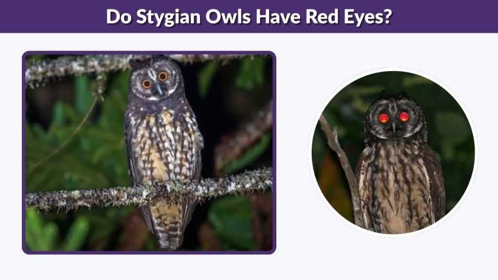 Do Stygian Owls Have Red Eyes?