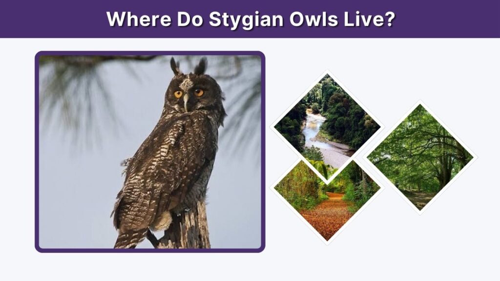 Where Do Stygian Owls Live?
