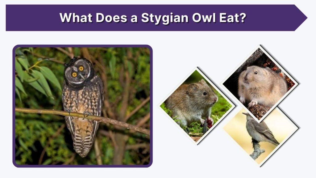 What Does a Stygian Owl Eat?