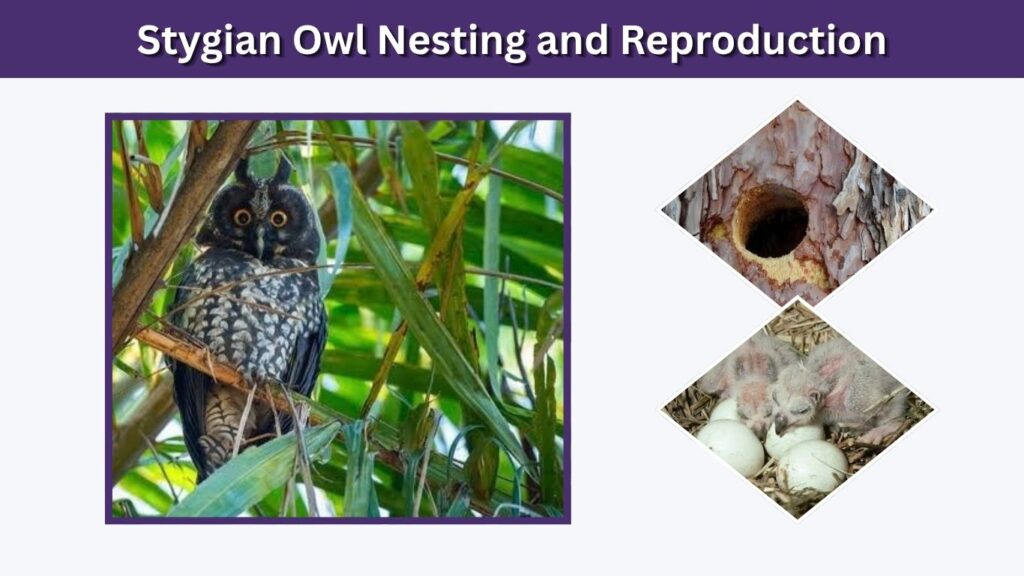 Stygian Owl Nesting and Reproduction