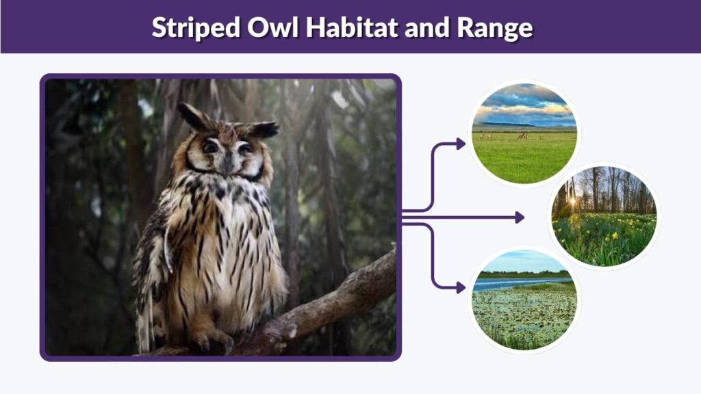 Striped Owl Habitat and Range