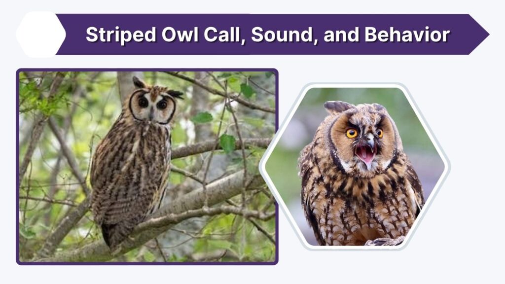 Striped Owl Call, Sound, and Behavior