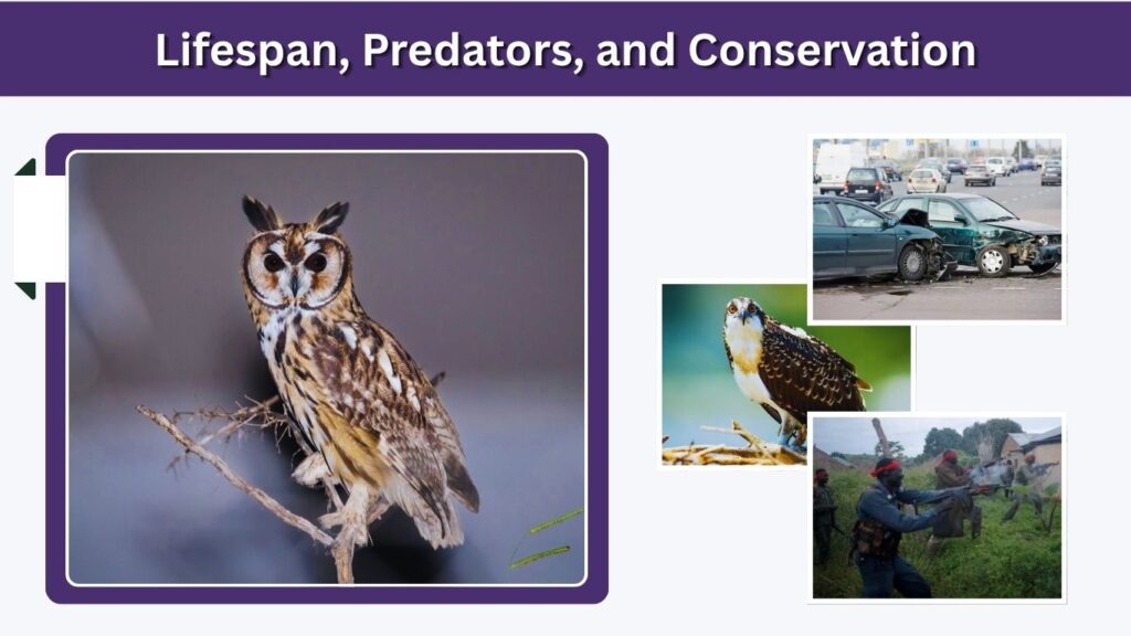 Lifespan, Predators, and Conservation