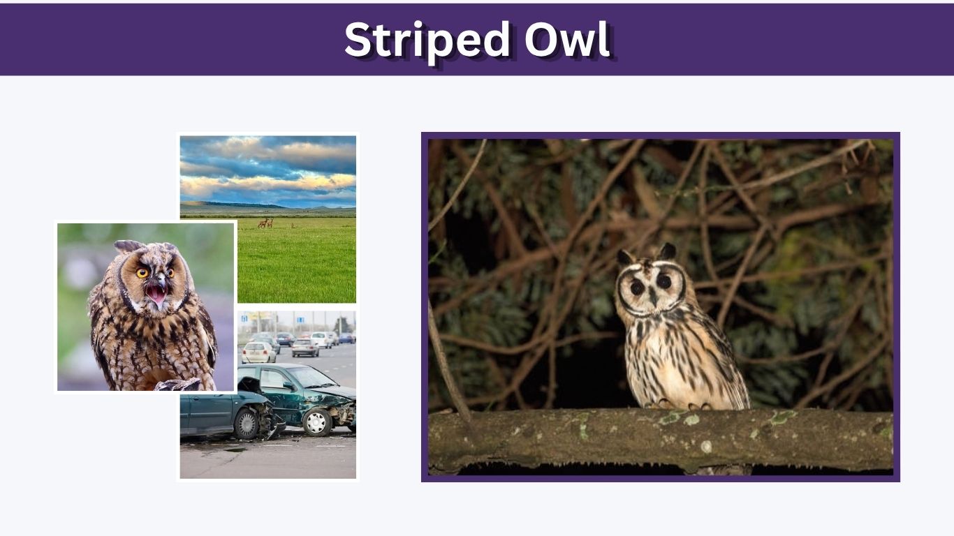 Striped Owl: Identification, Habitat, Call & Facts