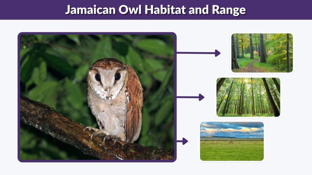 Jamaican Owl Habitat and Range