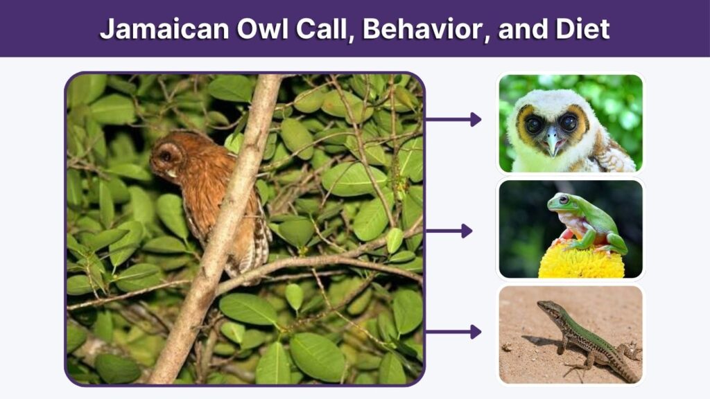 Jamaican Owl Call, Behavior, and Diet