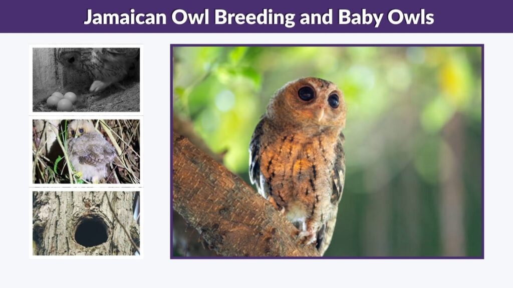 Jamaican Owl Breeding and Baby Owls
