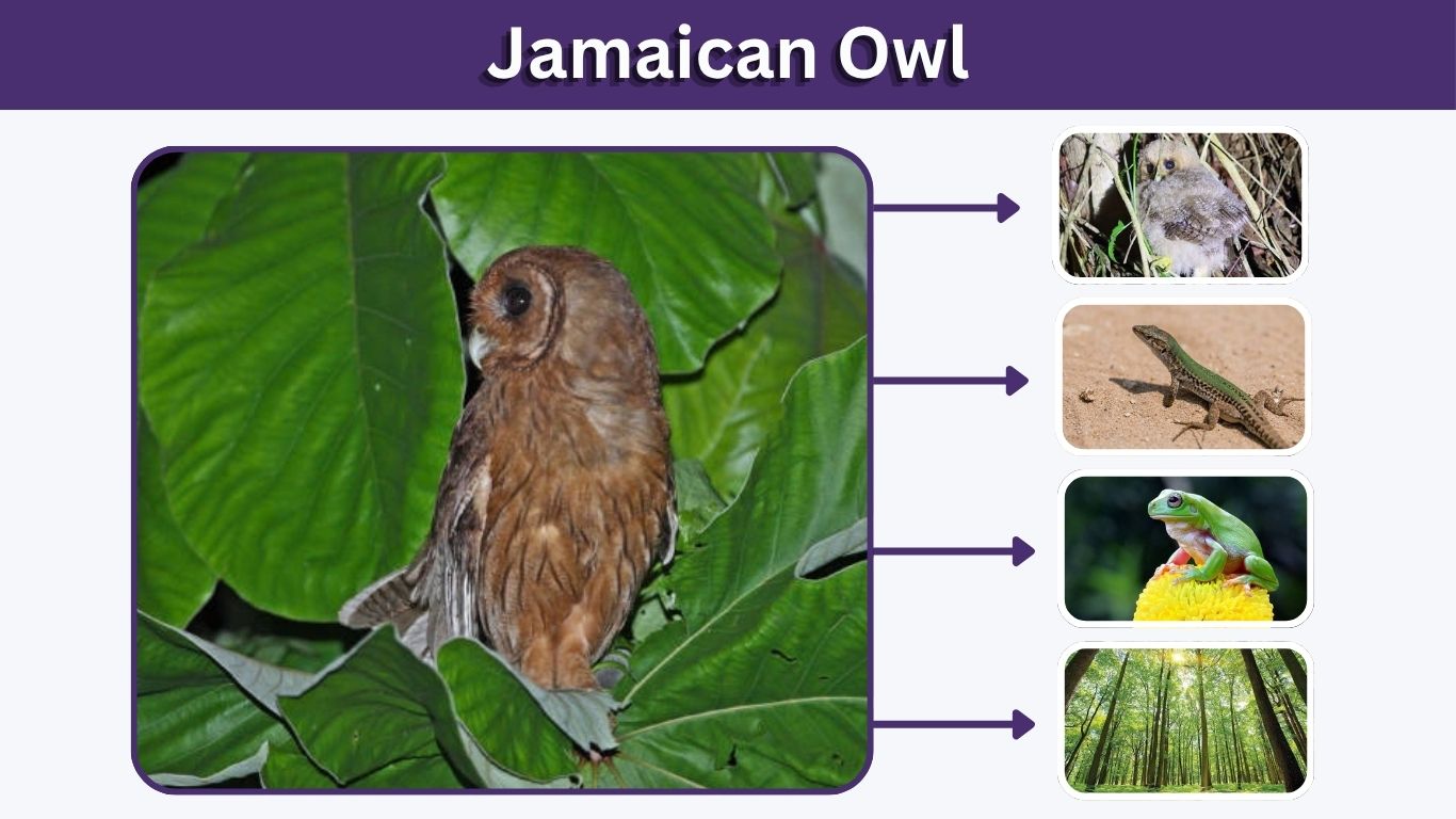 Jamaican Owl: Facts, Habitat, Call, Size & Diet