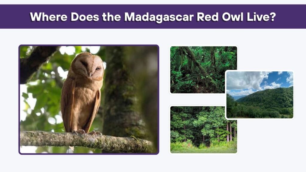 Where Does the Madagascar Red Owl Live?