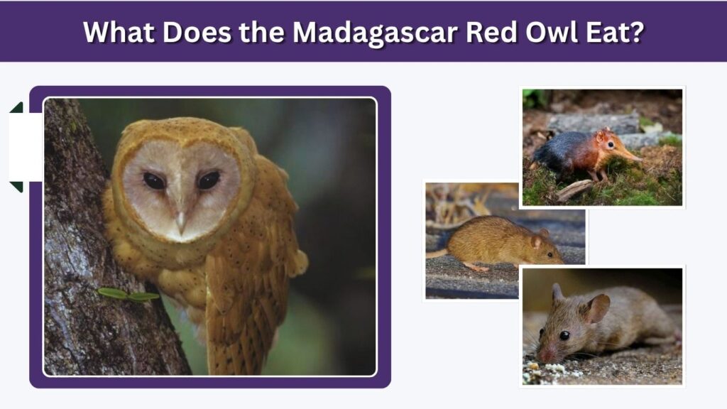 What Does the Madagascar Red Owl Eat?