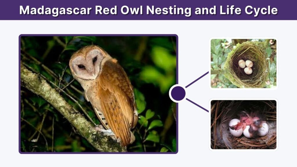 Madagascar Red Owl Nesting and Life Cycle