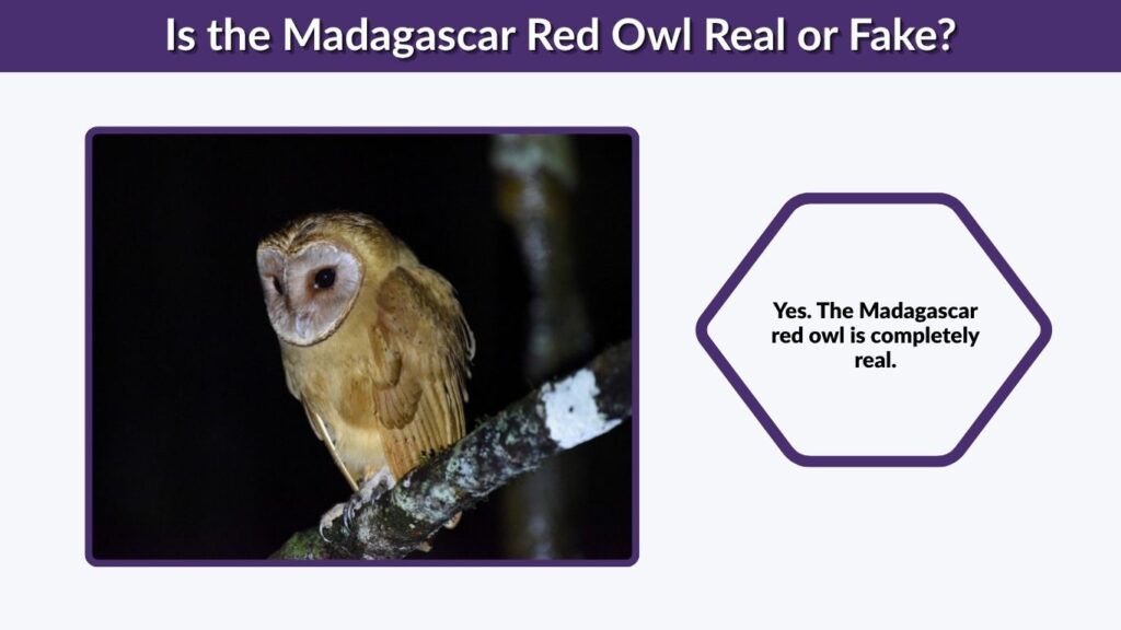Is the Madagascar Red Owl Real or Fake?