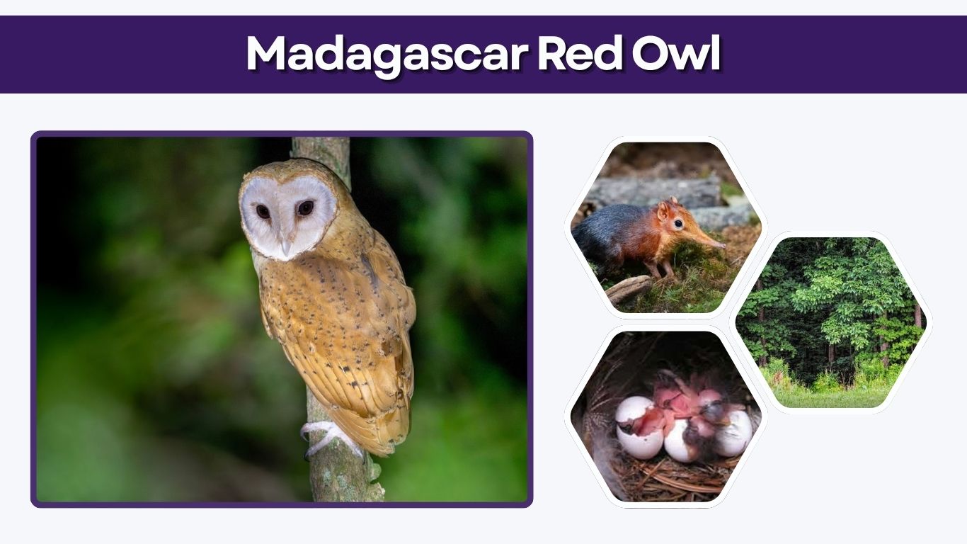Madagascar Red Owl: Facts, Habitat, Diet & Conservation