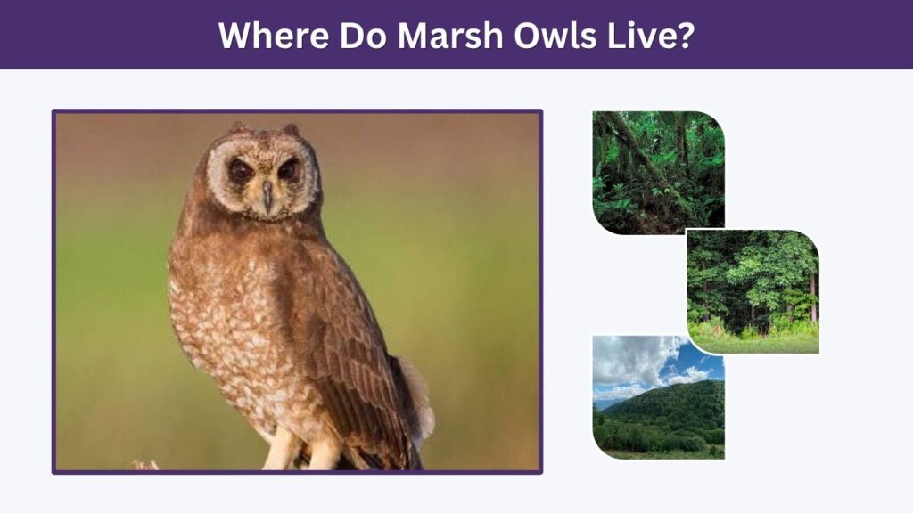 Where Do Marsh Owls Live?