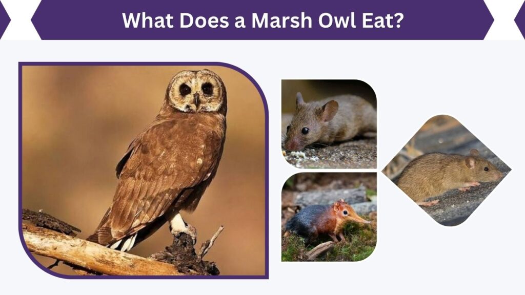 What Does a Marsh Owl Eat?