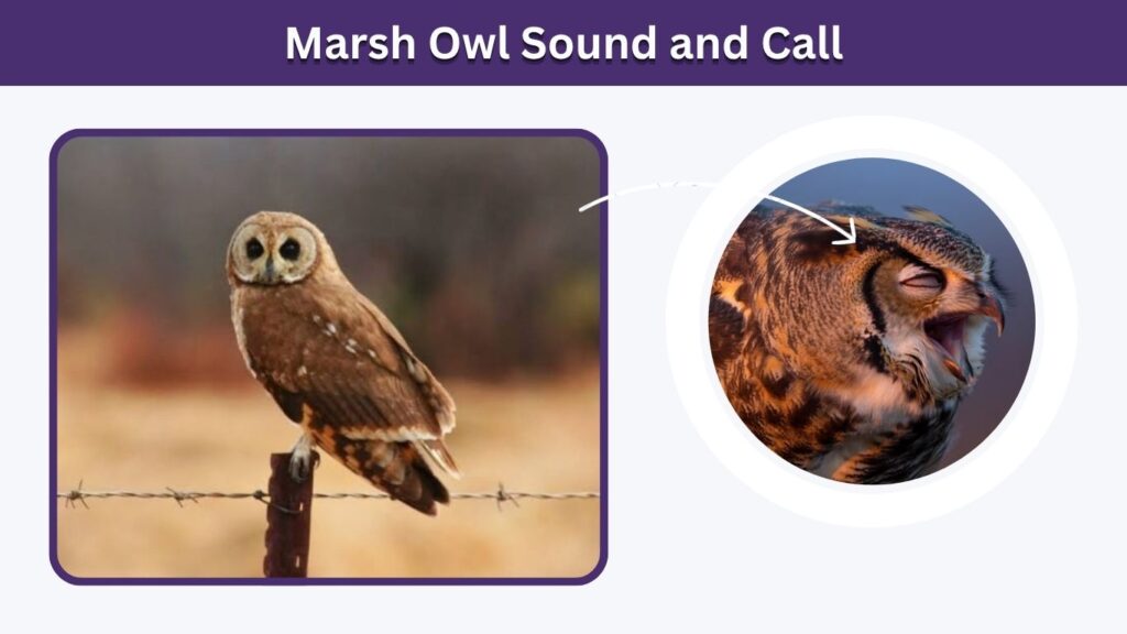 Marsh Owl Sound and Call
