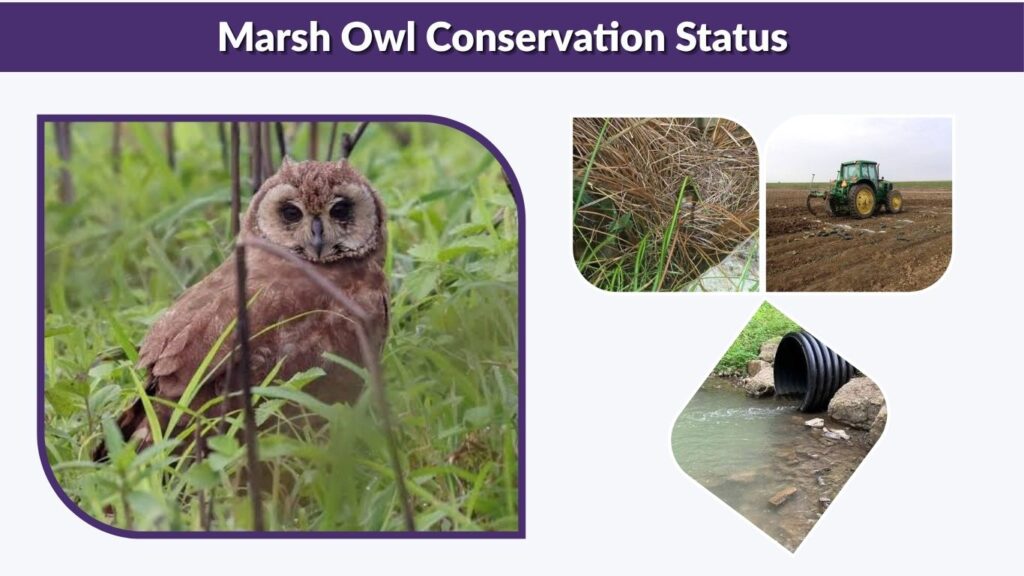 Marsh Owl Conservation Status