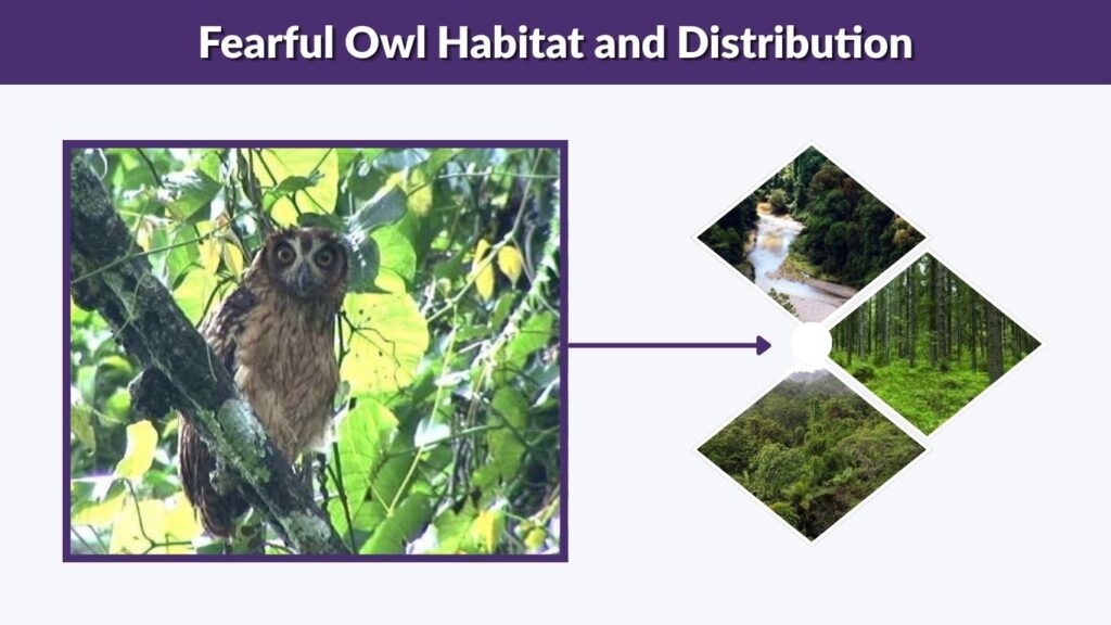 Fearful Owl Habitat and Distribution