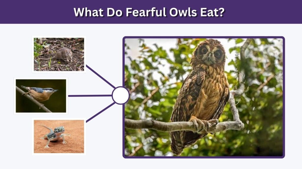 What Do Fearful Owls Eat?