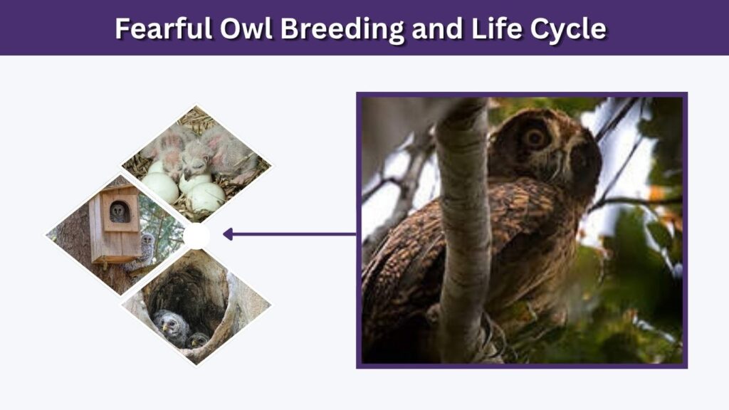 Fearful Owl Breeding and Life Cycle