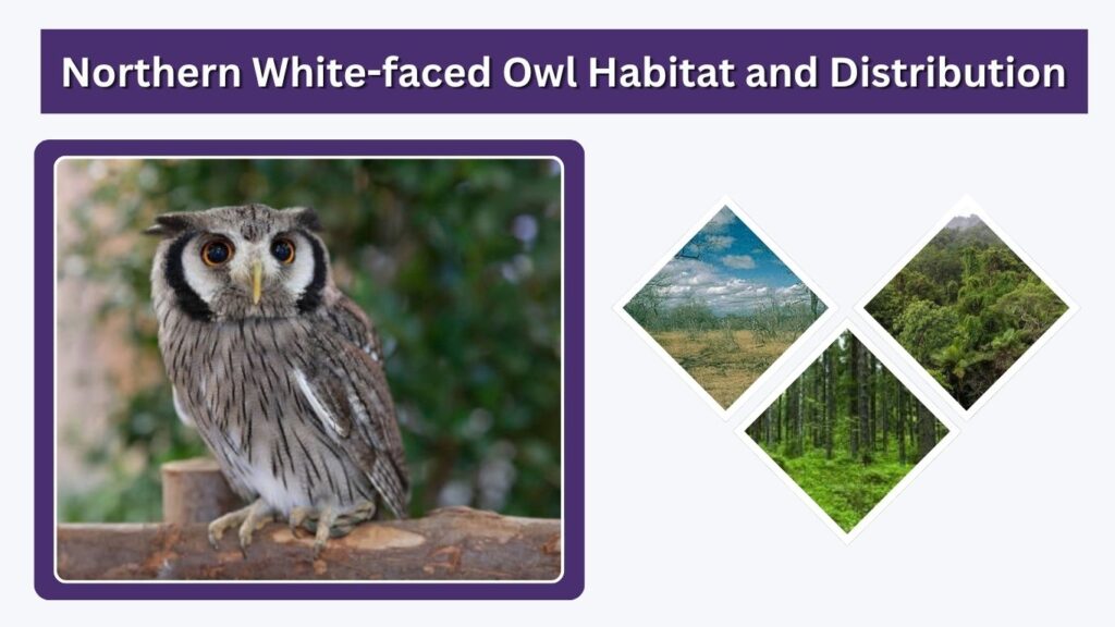 Northern White-faced Owl Habitat and Distribution