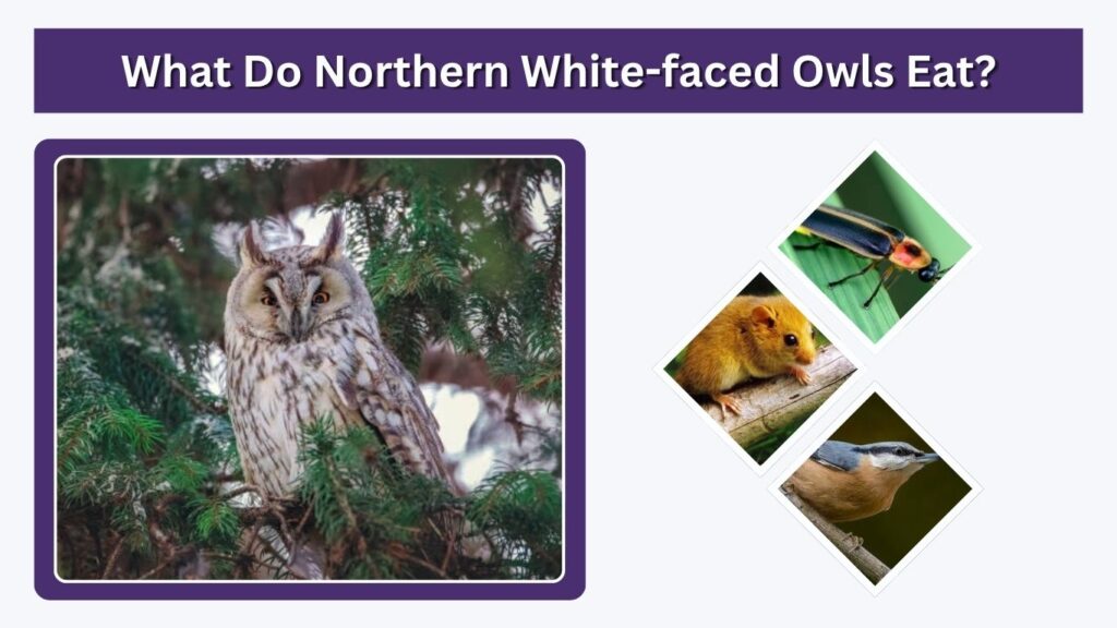 What Do Northern White-faced Owls Eat?
