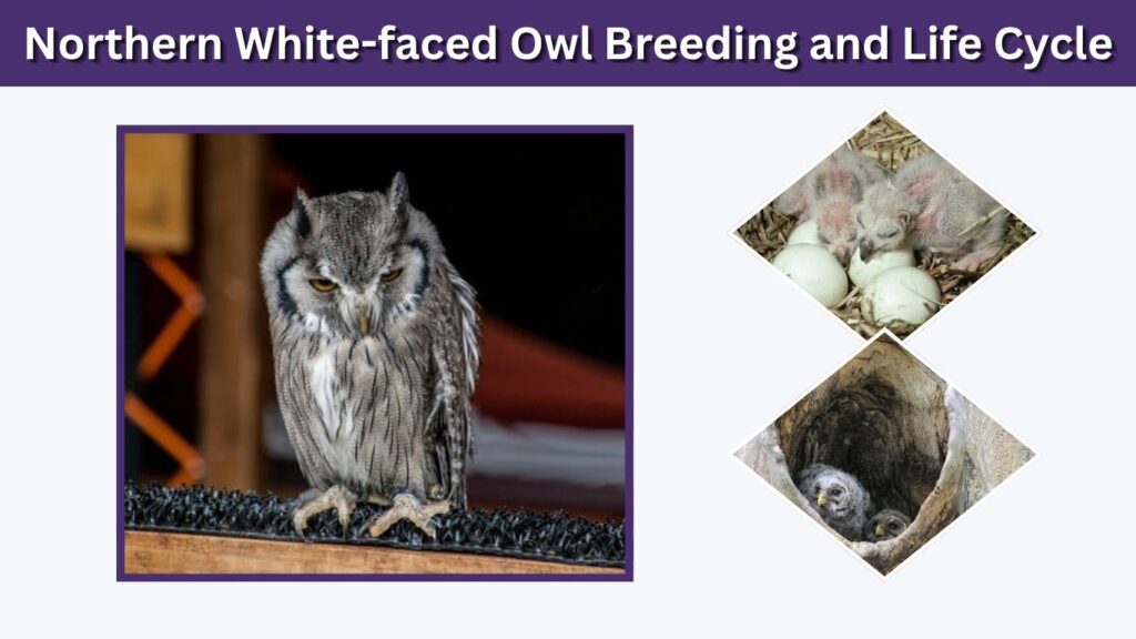 Northern White-faced Owl Breeding and Life Cycle