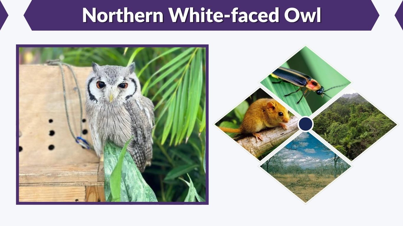 Northern White-faced Owl: Facts, Habitat & Behavior