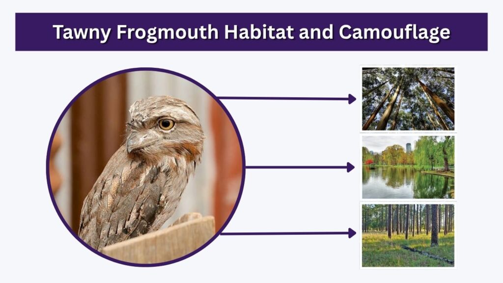 Tawny Frogmouth Habitat and Camouflage