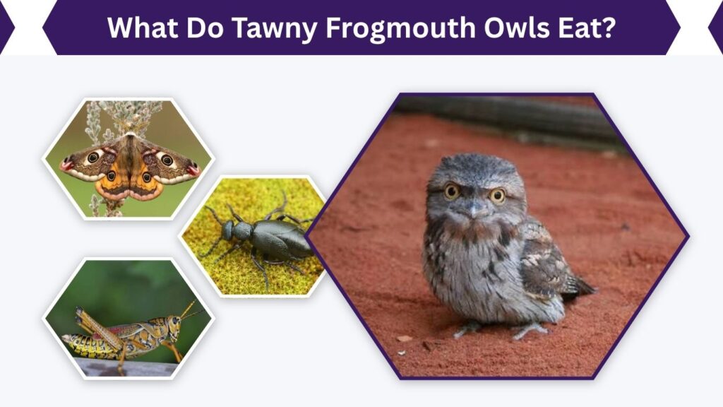 What Do Tawny Frogmouth Owls Eat?