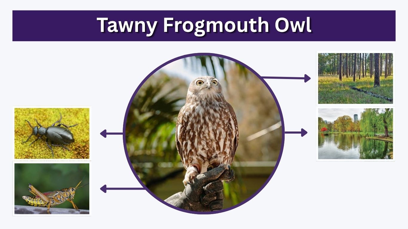 Tawny Frogmouth Owl: Identification, Diet, Calls & Facts
