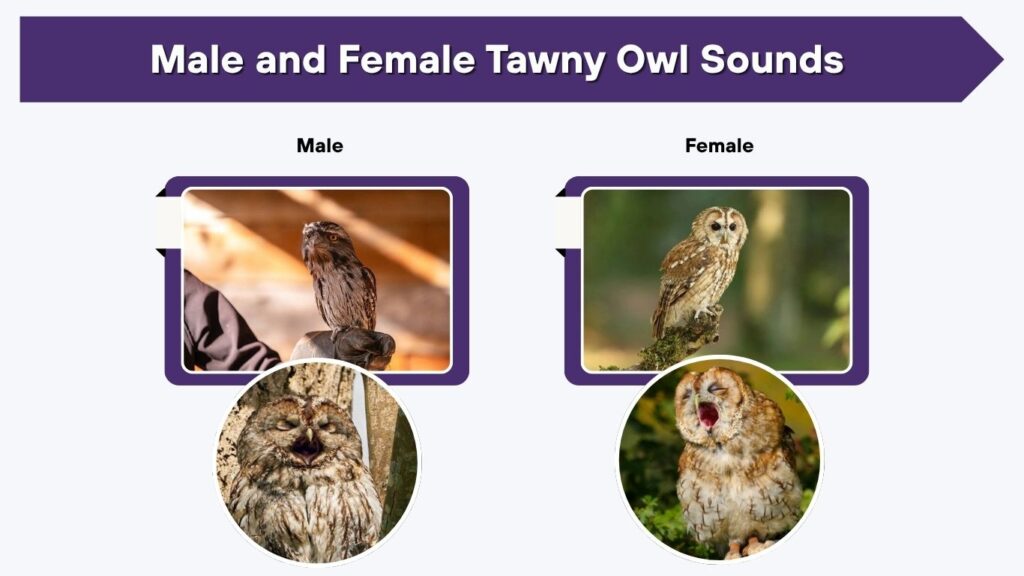 Male and Female Tawny Owl Sounds