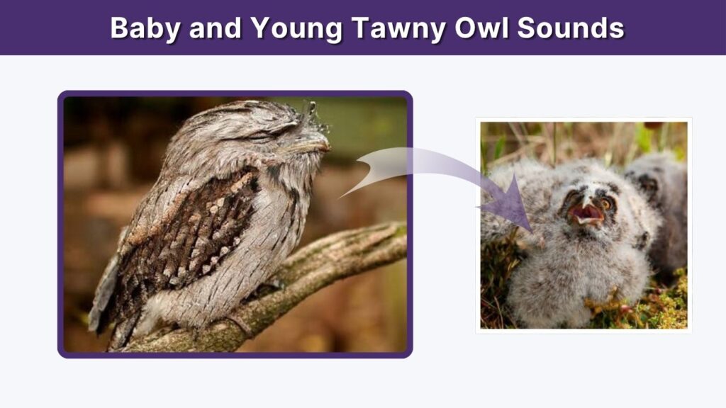 Baby and Young Tawny Owl Sounds