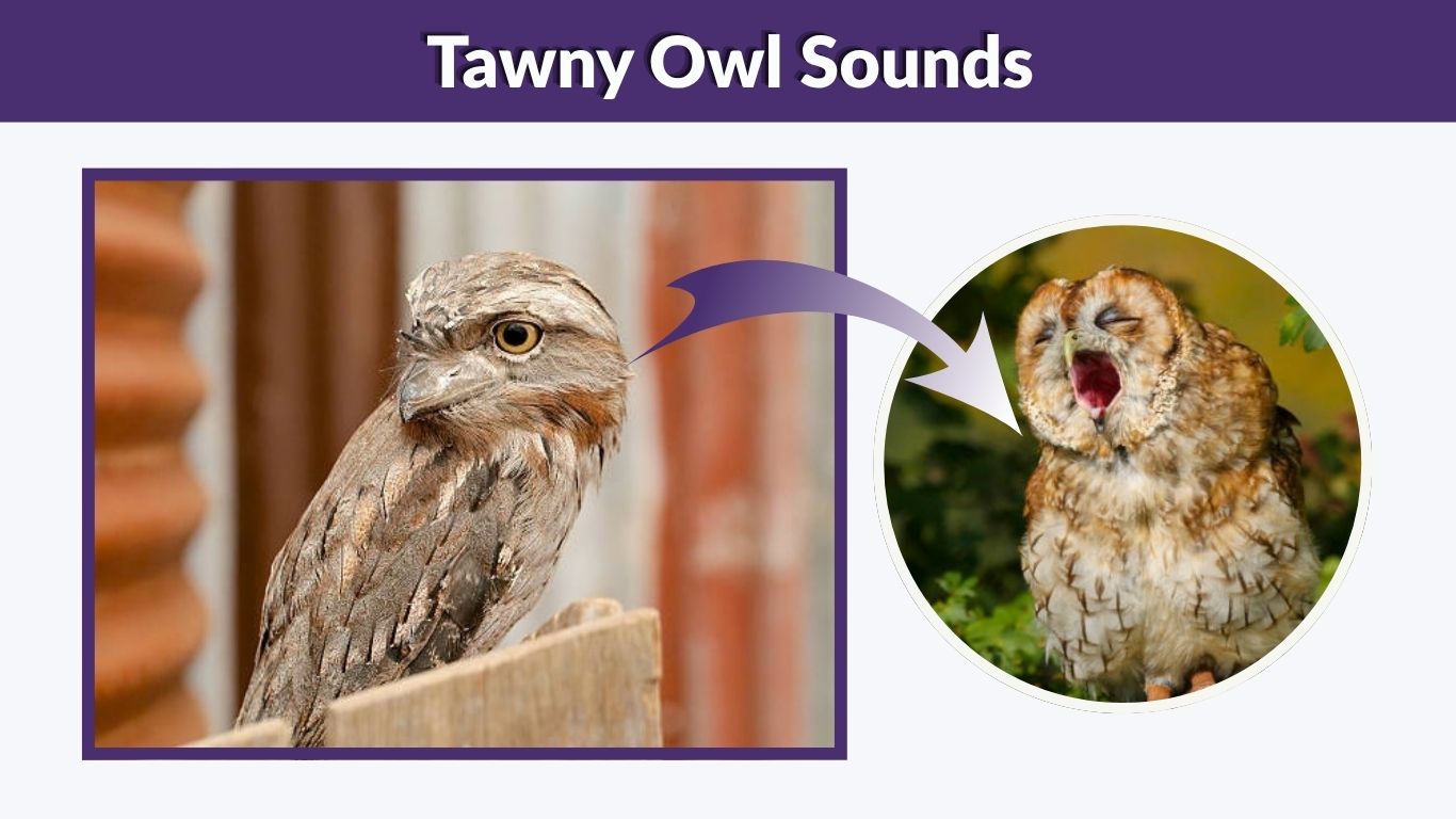 Tawny Owl Sounds: Male, Female, Baby Calls & Hooting