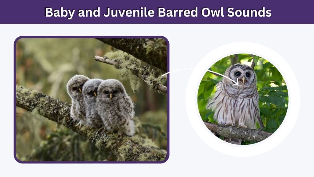 Baby and Juvenile Barred Owl Sounds