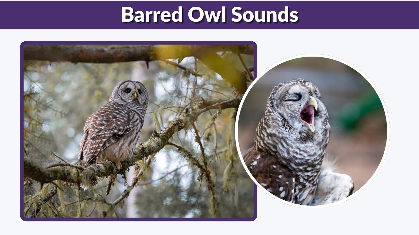 Barred Owl Sounds: Calls, Hoots & Their Meanings