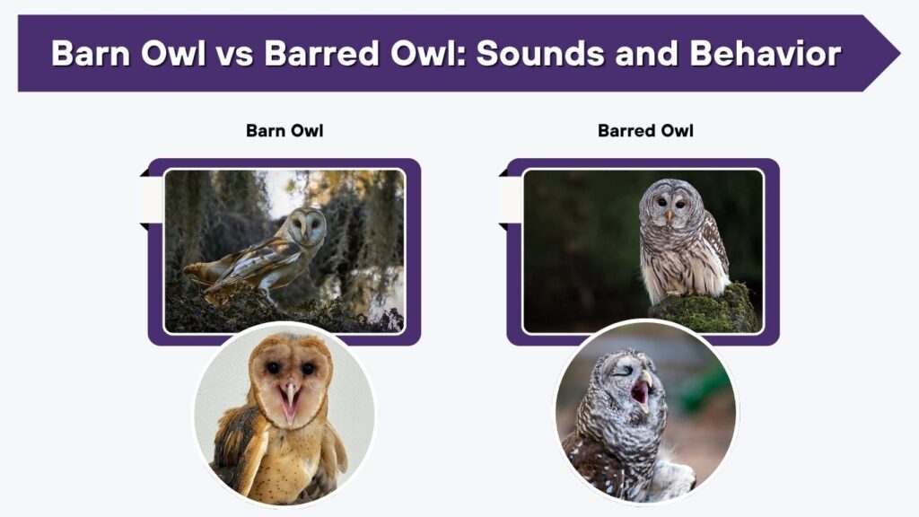 Barn Owl vs Barred Owl: Sounds and Behavior