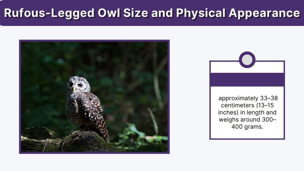 Rufous-Legged Owl Size and Physical Appearance