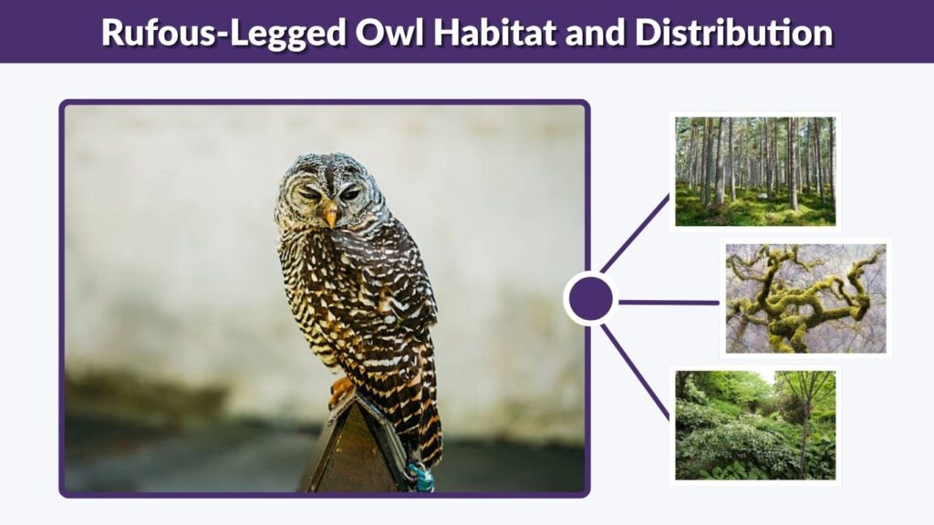 Rufous-Legged Owl Habitat and Distribution