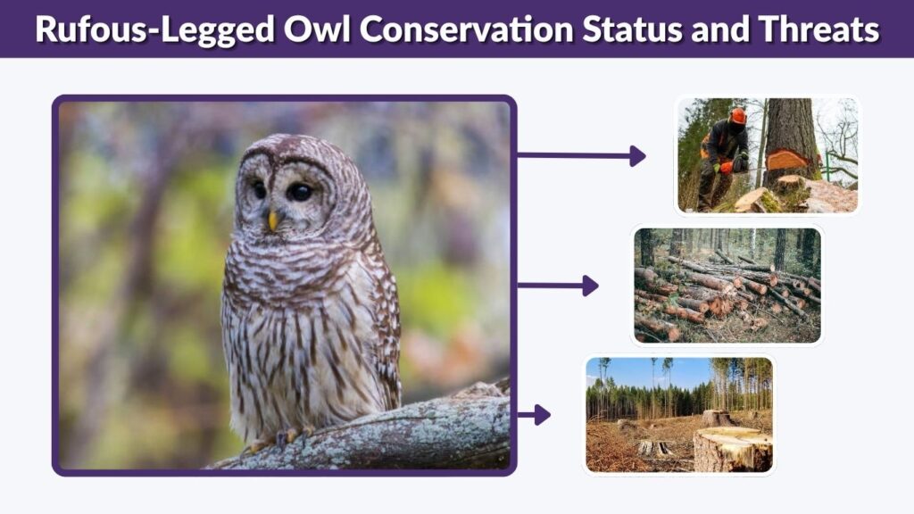 Rufous-Legged Owl Conservation Status and Threats
