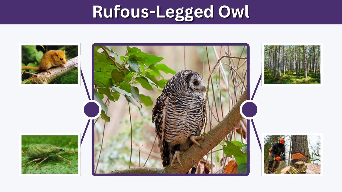 Rufous-Legged Owl: Size, Habitat, Calls, Diet & Facts