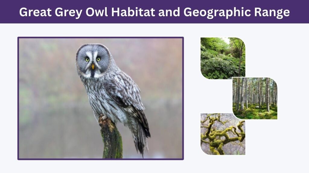 Great Grey Owl Habitat and Geographic Range