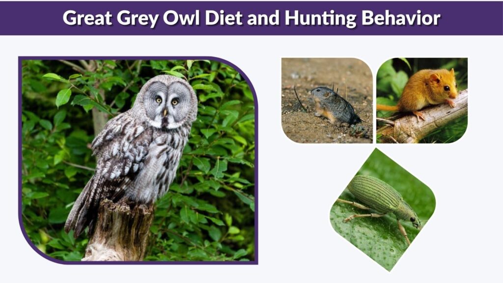Great Grey Owl Diet and Hunting Behavior
