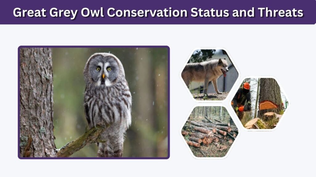 Great Grey Owl Conservation Status and Threats